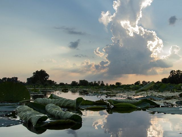 A coastal wetland in Michigan called Erie Marsh. Vegetation covers the water and the white, fluffy clouds are reflected in the surface.