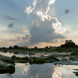 Fallen logs float on a wetland beneath a dramatic cloudy sky.