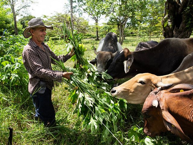 Ernesto Rojas, owner of Girardot farm, feeds his cows Melampodium divaricatum, locally known as Boton de Oro, which contains high protein content, Cubarral, Meta, Colombia. His farm is part of silvopastoral systems, forage banks and living fences made up of native species that provide shelter for wildlife and help connect forest patches to protected areas, serving as wildlife corridors. 