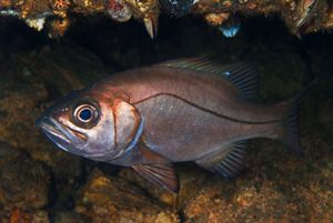 Foto submarina de Apañao.