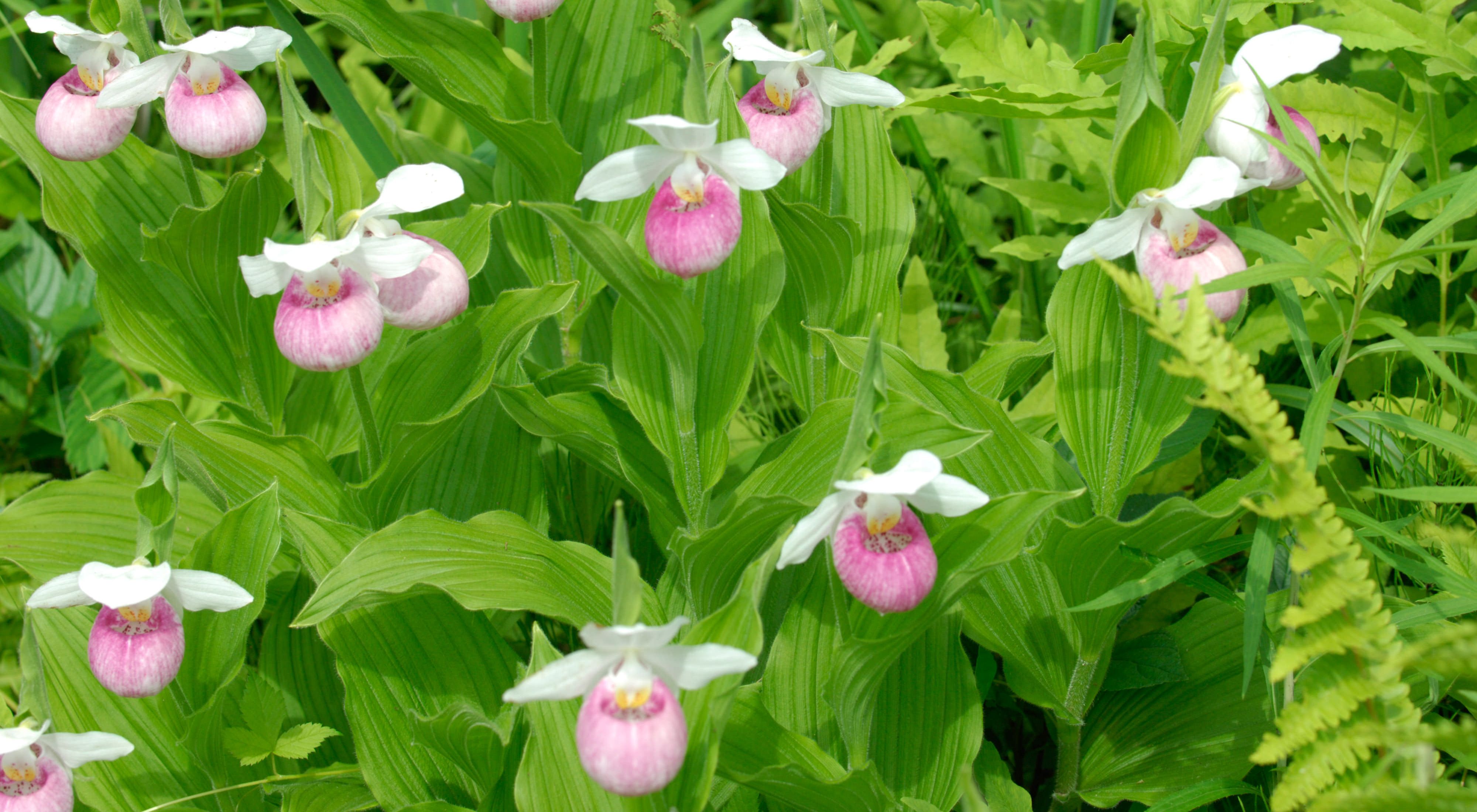 Wildflowers with a rounded, pink portion overhung by three white petals, on a bed of bright green foliage.