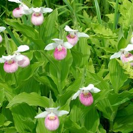 Closeup of pink-and-white lady's slippers growing in a forest.