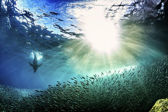 Underwater photo of a large fish and a school of small fish, with sunbeams poring down from above water.