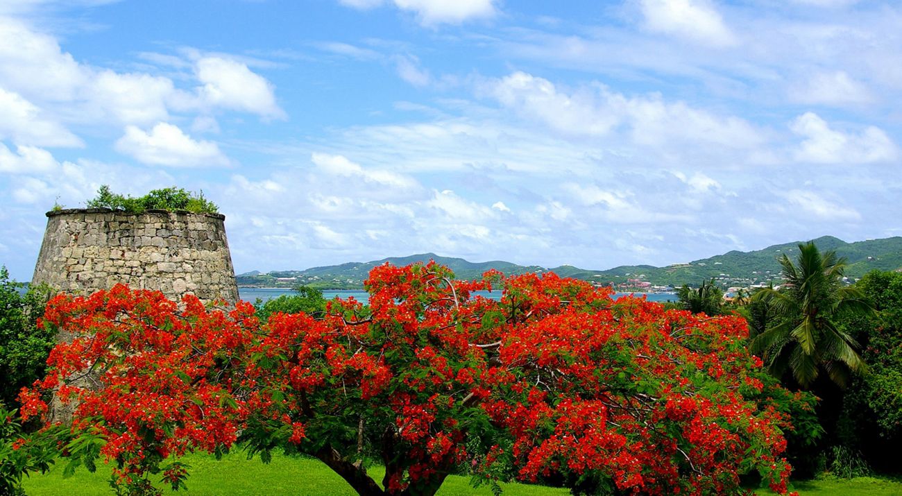 Flamboyant tree at Estate Little Princess, St. Croix