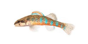 Small fish with bright blue spots.