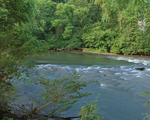 Rushing waters of the Etowah River move through a forest.