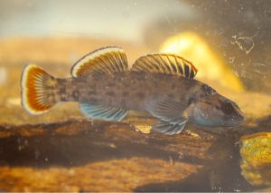 Underwater view of a colorful Etowah darter, a rare fish that lives in Georgia's Dugdown Corridor.
