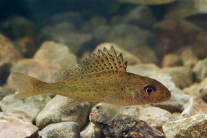 An adult Eurasian Ruffe fish. 