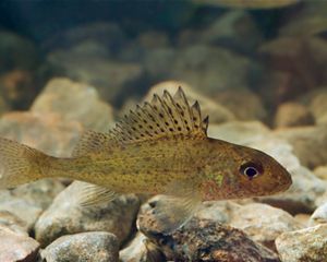Eurasian Ruffe