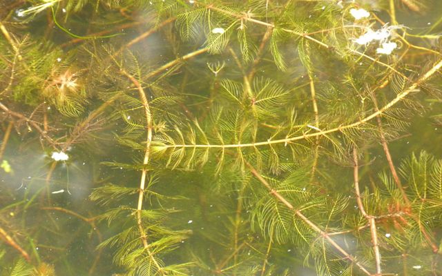 Underwater plant with a tangle of long stems and thin, feathery leaves.