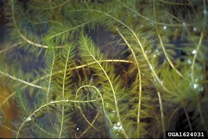 Green strands of Eurasian watermilfoil underwater. 