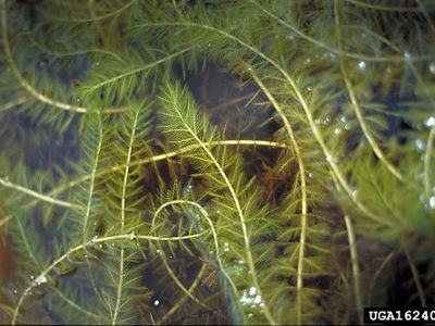 An aggressive invader of reservoirs, rivers and lakes, this plant forms dense mats that replace native plants and prevent light penetration, destroying fish habitat.