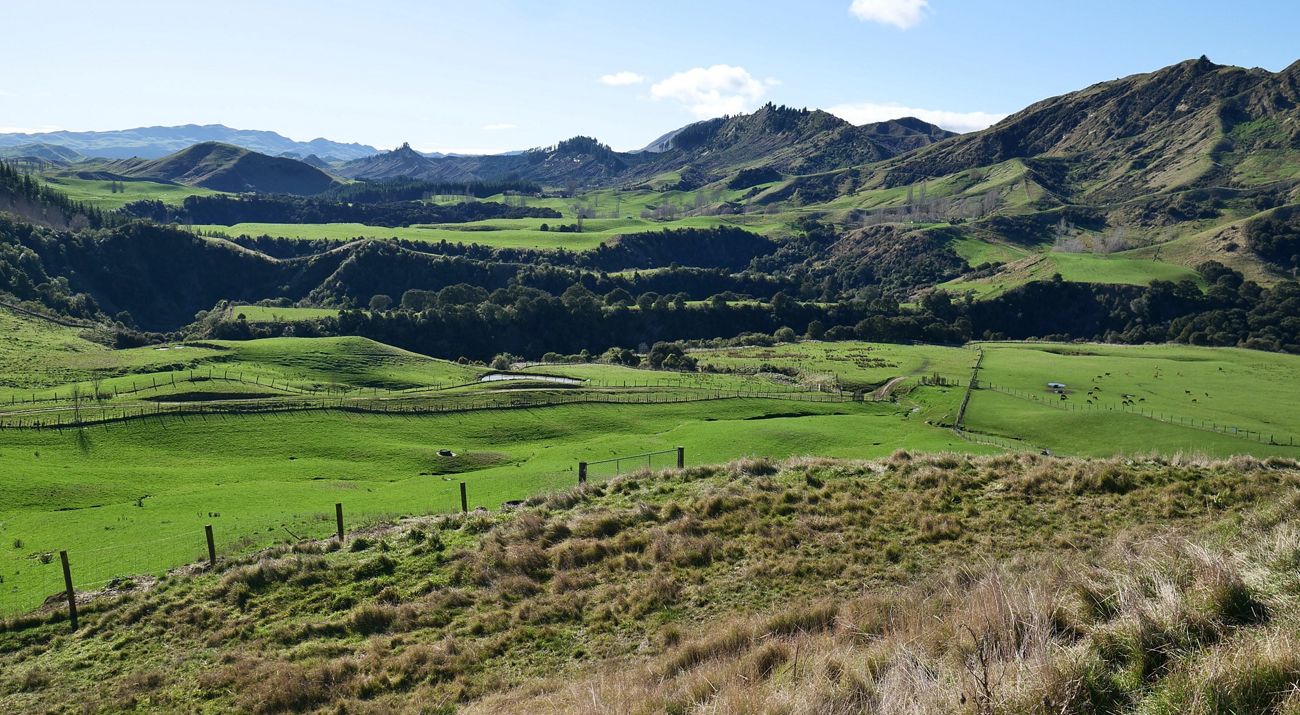 View looking across an expansive landscape covered in vibrant green grass, with mountains in the background.