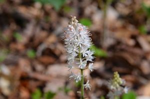 White foam-like flowers.