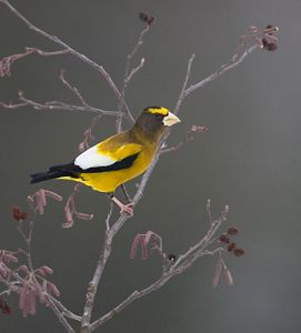 A yellow bird with black and white coloring sits among branches. 