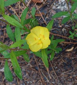 A yellow flower emerges from a small green plant.