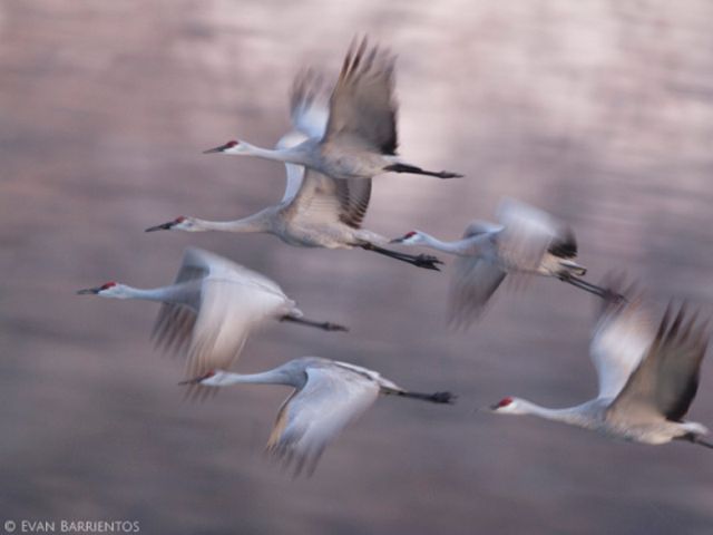 A flock of six sandhill cranes in flight.