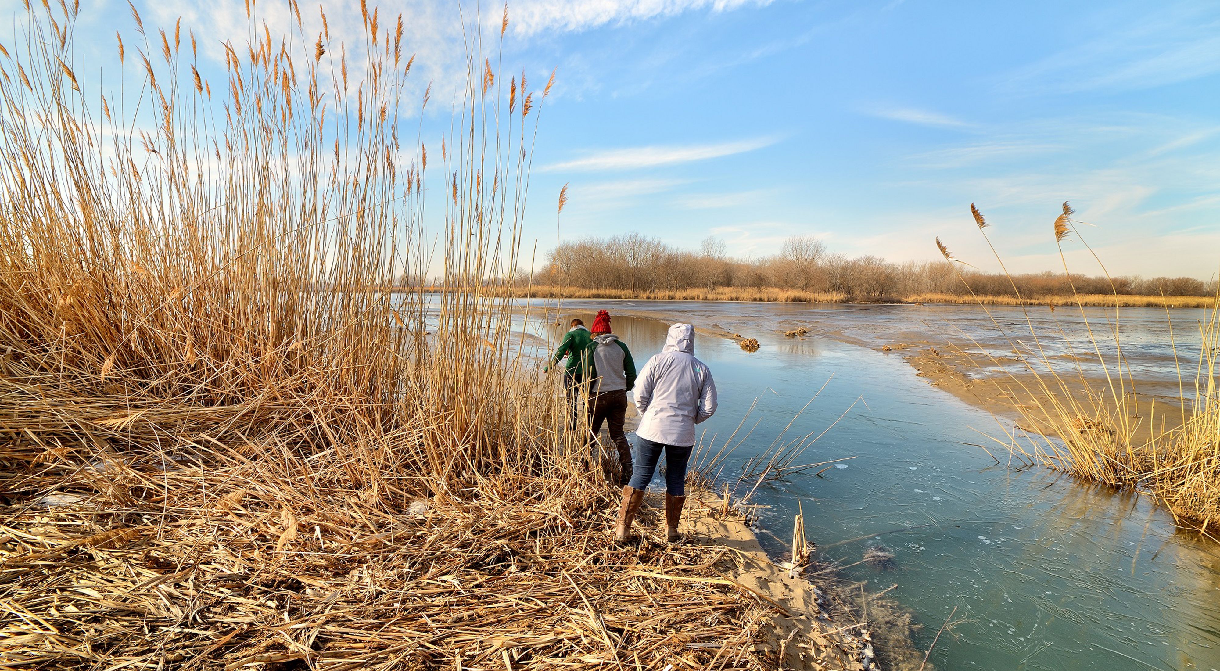 Three people viewed from behind, walking along the water line in a marsh in winter, with tall brown marsh grasses growing up to the shore.