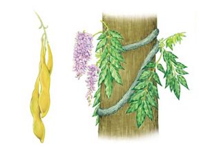 Two illustrations, a cluster of three long, tube shaped seed pods growing from a thin vine and a thick, ropey vine coils around the trunk of a tree sprouting clusters of delicate purple flowers.