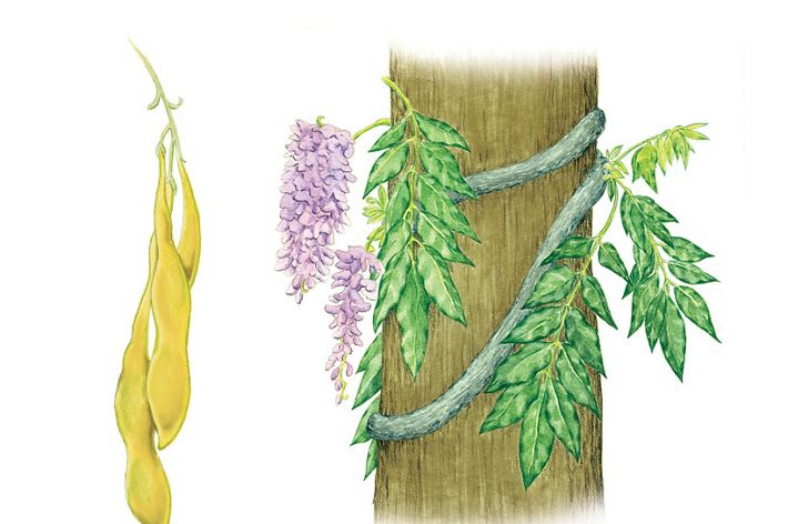 Exotic wisteria plant and seed pod illustration.