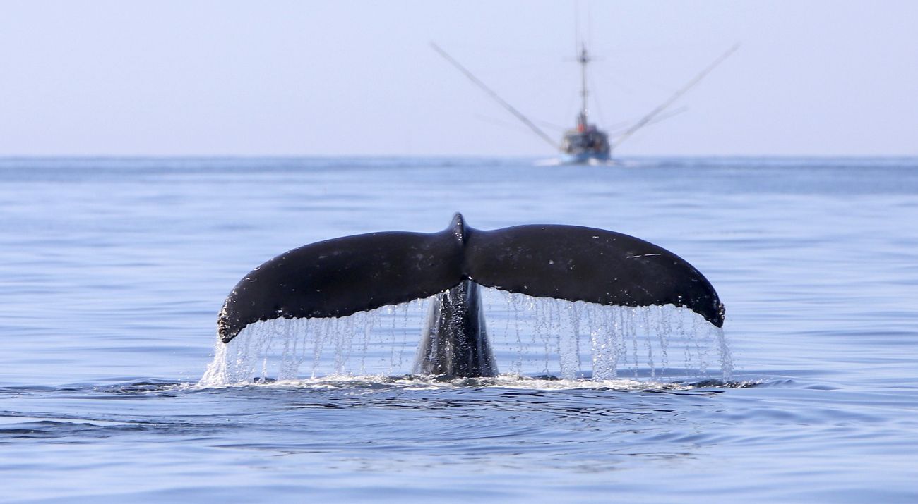 Humpback whale tail and commercial salmon fishing boat in Southeast Alaska.