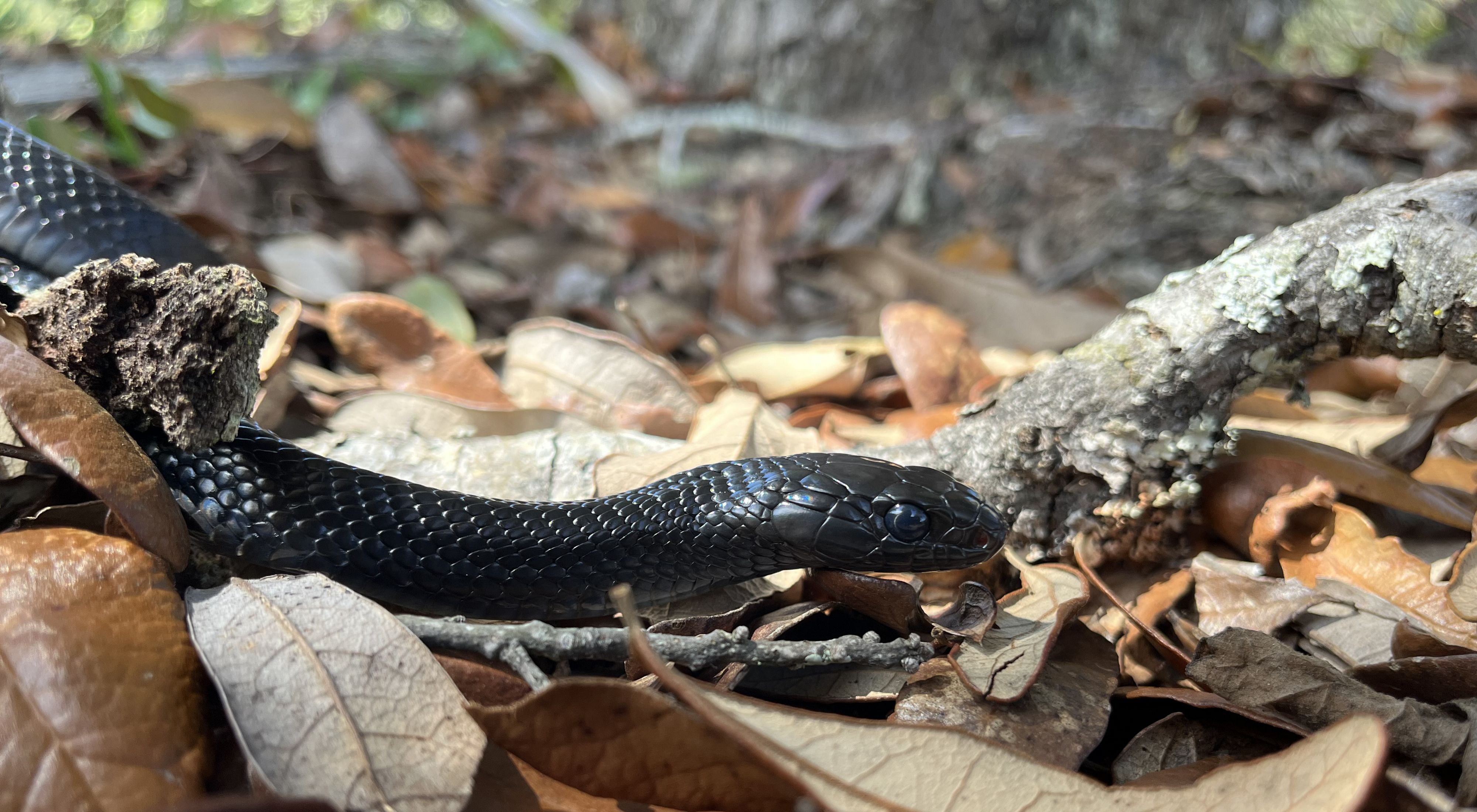 An eastern indigo snake, a small, black snake, slithers across dried brown leaves on a forest floor.