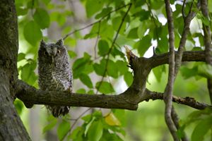 A gray owl rests on a branch.