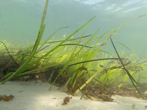 Green grasses grow out of sand under the water.