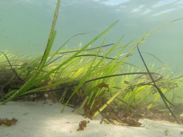 Grasses grow from sand under clear waters.