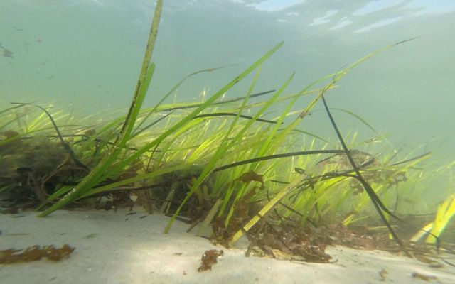 Grasses grow from sand under clear waters.