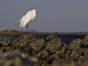 egret on oyster reef