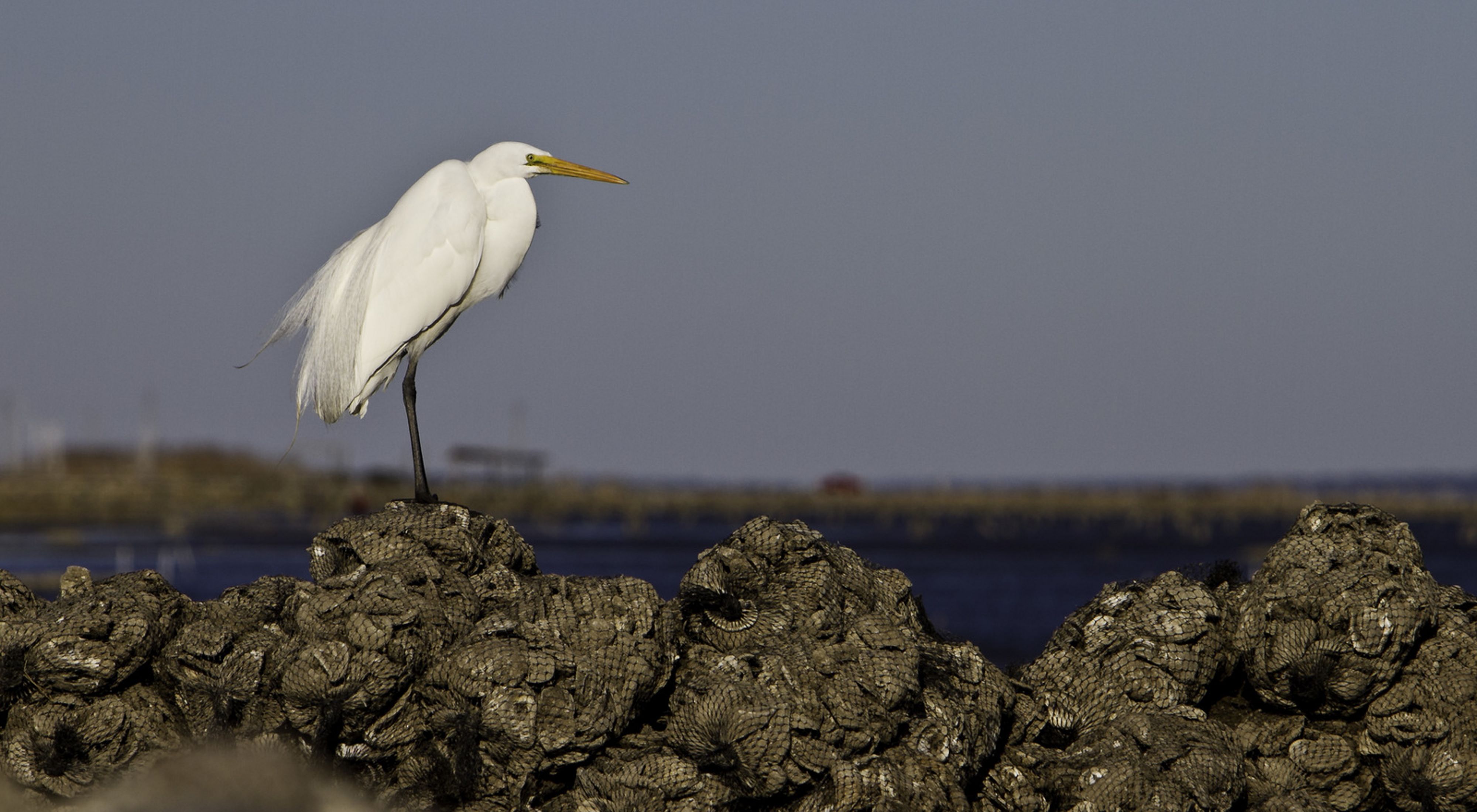 An egret sits on bags of oysters.