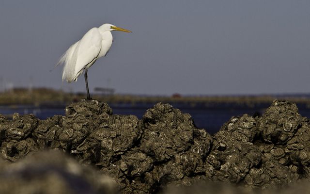 An egret stands on one of the 23,000 bags of oysters that line the edge of a mud flat on Mobile Bay in Alabama. Volunteers will spend the weekend moving the bags—each weighing approximately 10 pounds—across the mud flat at low tide in an assembly line fashion to create the foundation for oyster reefs to grow, ultimately protecting 1,000 feet of shoreline to help restore the Gulf of Mexico. During the course of this weekend event, volunteers will work alongside Conservancy scientists and partners to construct the first quarter-mile of oyster reef as part of the 100-1000: Restore Coastal Alabama project. Spearheaded by the Nature Conservancy, Alabama Coastal Foundation, Mobile Baykeeper and the Ocean Foundation, the 100-1000 project aims to build 100 miles of oyster reefs and grow 1,000 acres of marsh and sea grass.