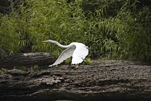 A white bird flies above a tree stump.
