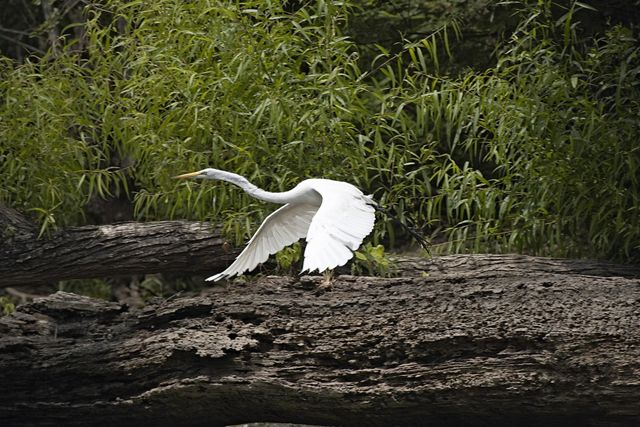A white bird flies just above a flowing river.