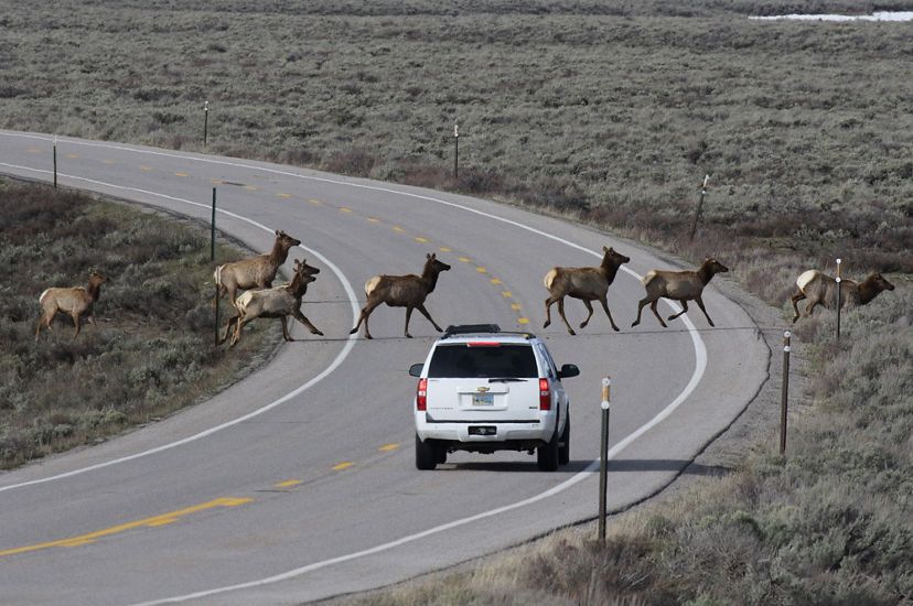 Elk crossing a highway in front of a sport utility vehicle with its brake lights illuminated.