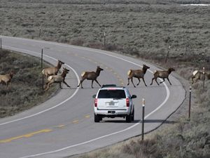 A herd of elk running across a road in a sagebrush landscape. An SUV nears the herd with brake lights on.