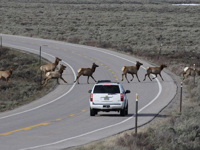 Elk crossing a highway in front of a sport utility vehicle with its brake lights illuminated.