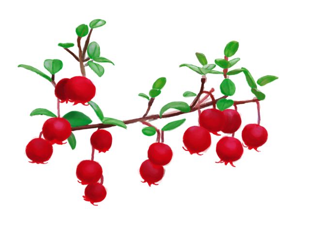 Ilustración de Murta, planta endémica presente en la Reserva Costera Valdiviana, de pequeños frutos rojos que cuelgan de ramas de hojas verdes.