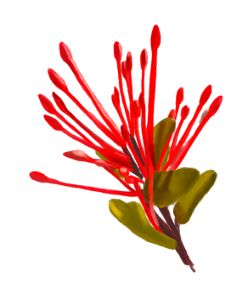 Ilustración de una flor llamada quintral, sobre un fondo claro, se ven filamentos rojos que terminan en un óvalo, con una base de hojas verdes.