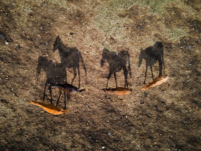 Aerial view of three horses in a field, casting shadows that resemble cave paintings.