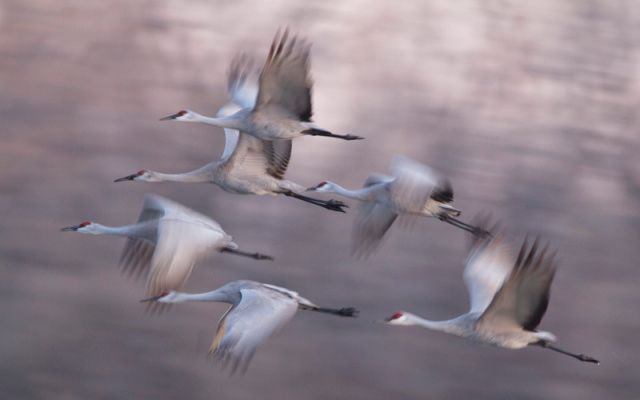 A flock of six sandhill cranes in flight.