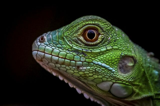 A close up of a green lizard's head against a black background