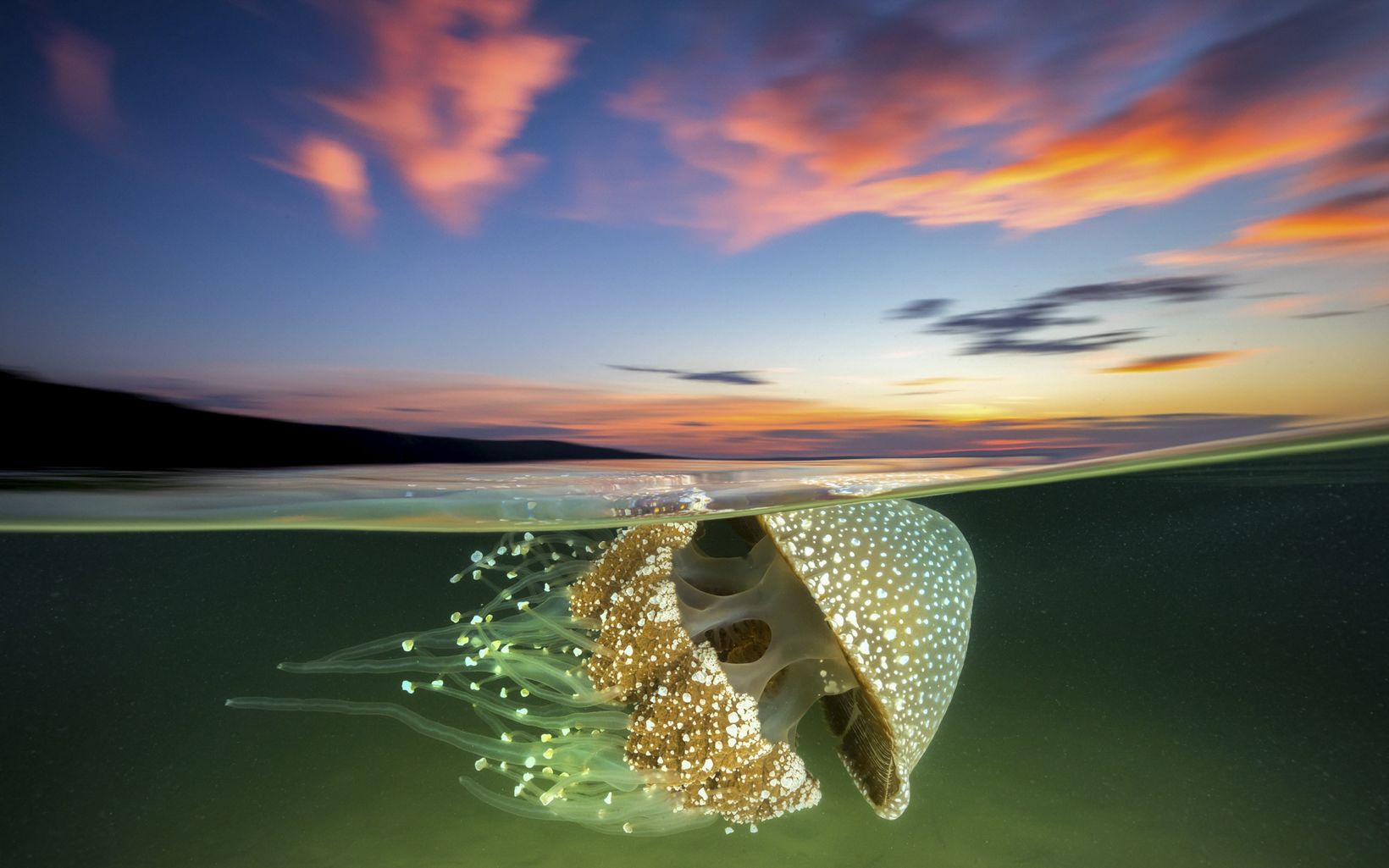 Going with the flow A White Spotted Jellyfish drifts effortlessly in the current as the sun sets over Jervis Bay. © Jordan Robins