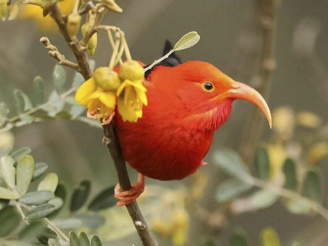 The Scarlet Honeycreeper, photographed at Haleakala National Park’s Hosmer Grove in January 2019