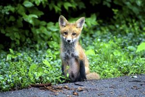A small fox sits along the side of a road.