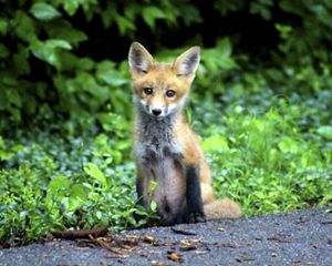 A small fox sits along the side of a road.