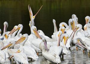 A large group of white pelicans stand together in water. One pelican in the back of the group has its mouth open toward the sky.