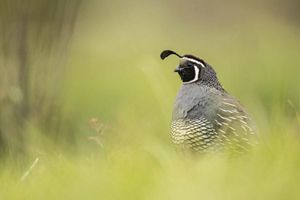 A quail with black, white, gray, and beige markings stands surrounded by grass in a field.