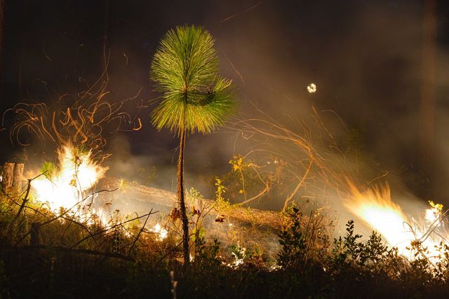 a small longleaf pine stands in the foreground while a fire burns behind.